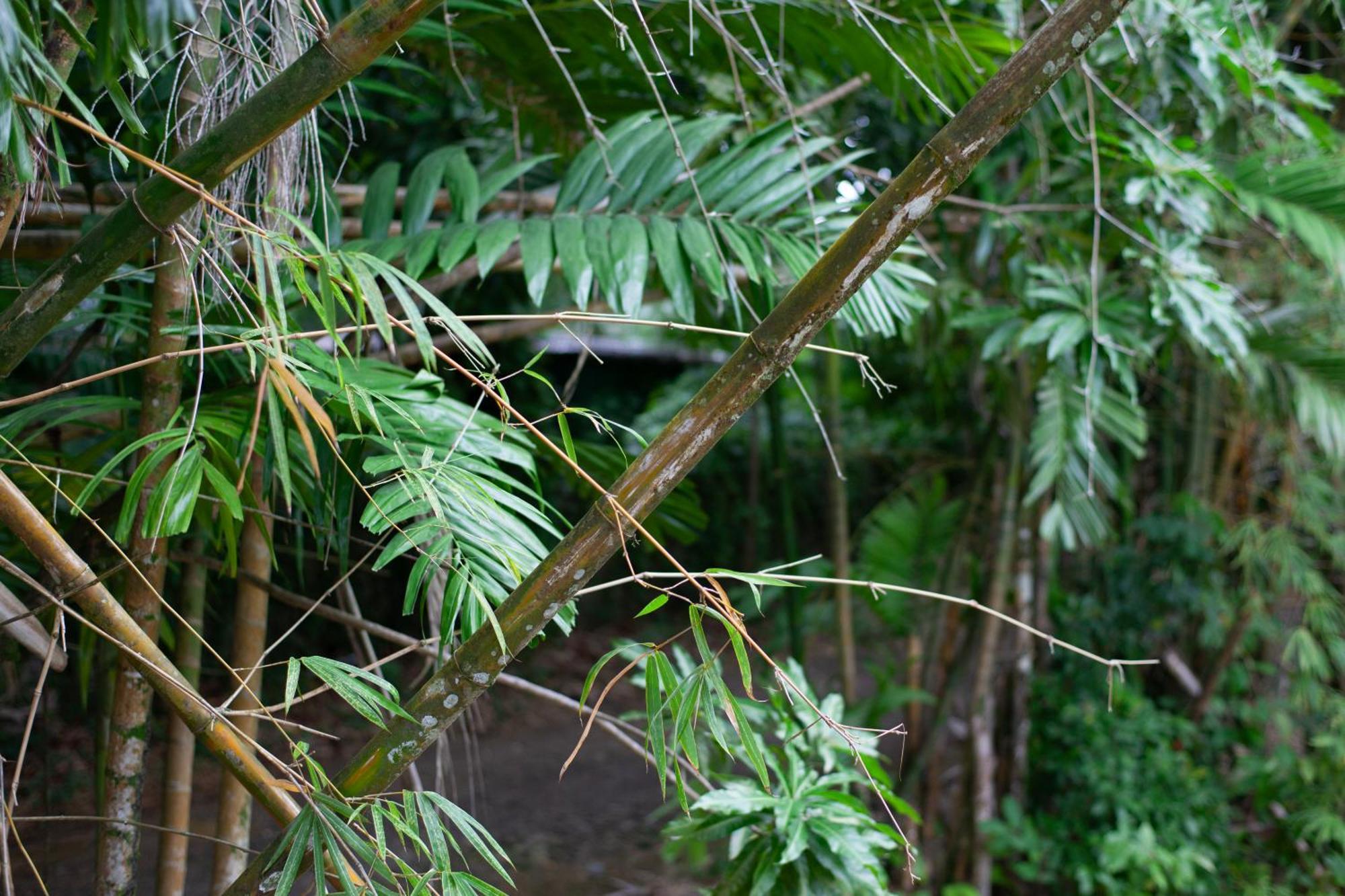 Frenchman'S Cove Resort Port Antonio Eksteriør bilde